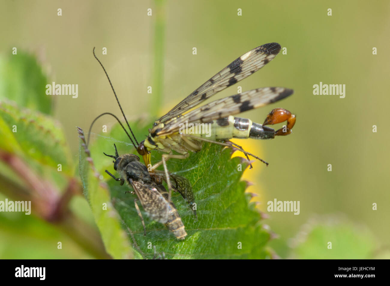 Close-up of a scorpion fly (Panorpa species) feeding on a dead fly Stock Photo