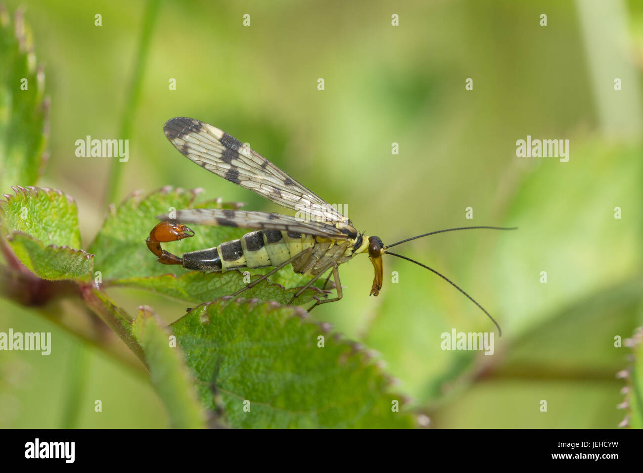 Close-up of scorpion fly (Panorpa species) Stock Photo