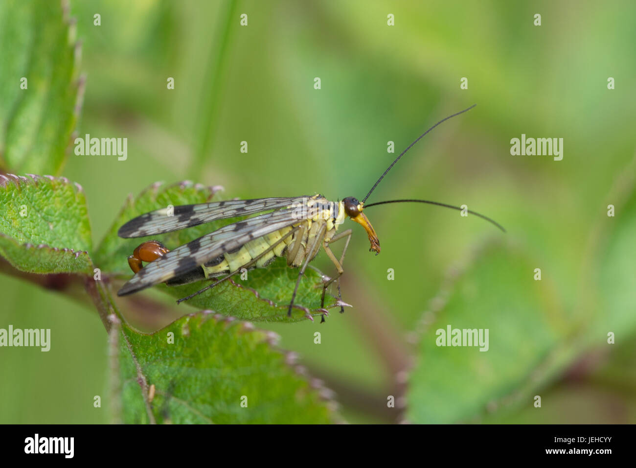 Close-up of scorpion fly (Panorpa species) Stock Photo