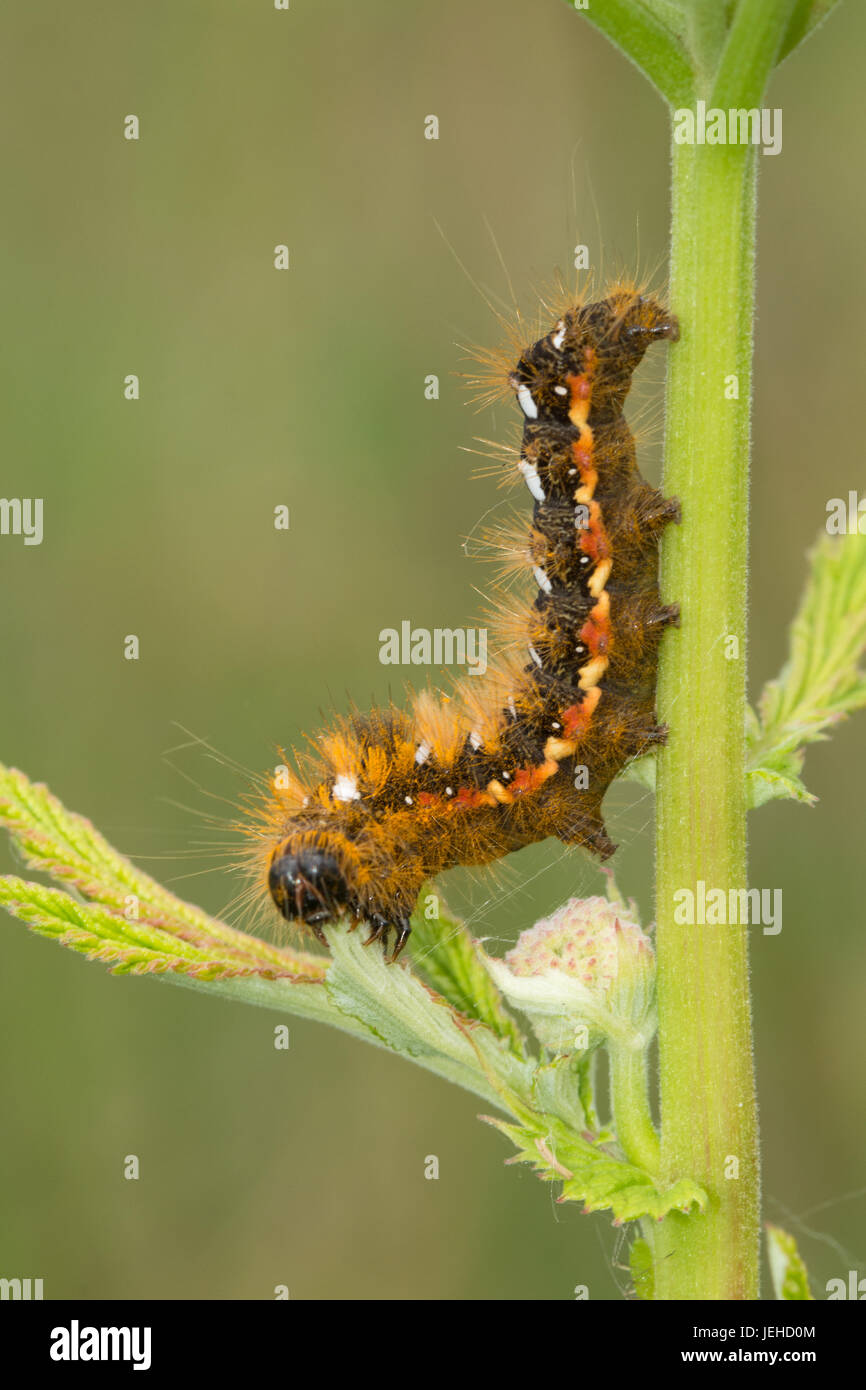 Knot grass moth caterpillar (Acronicta rumicis larva Stock Photo Alamy