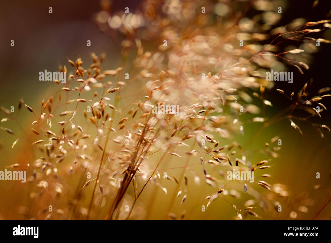 Plants in nature hi-res stock photography and images - Alamy