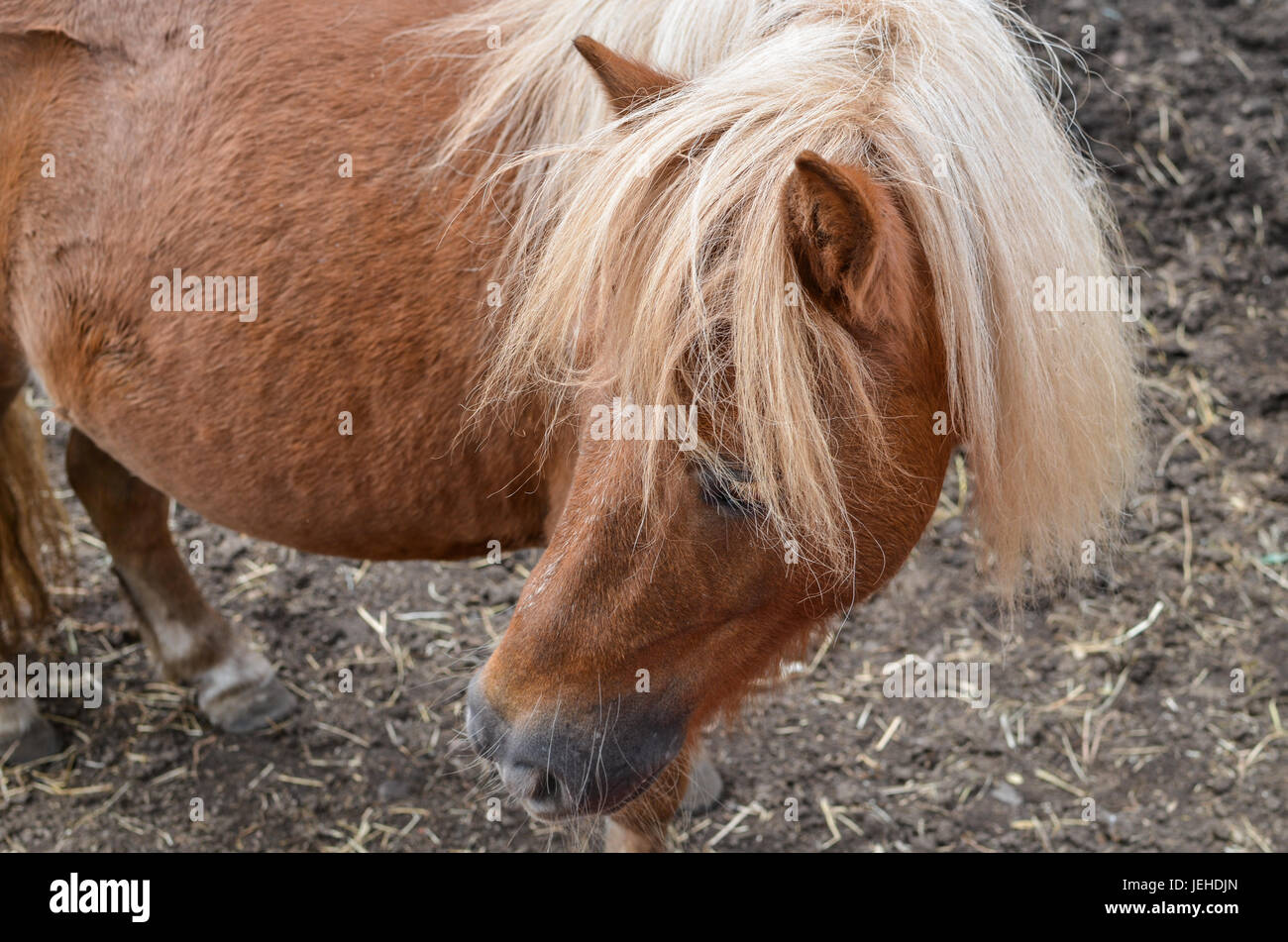 Highland pony at Pollok Park Stock Photo