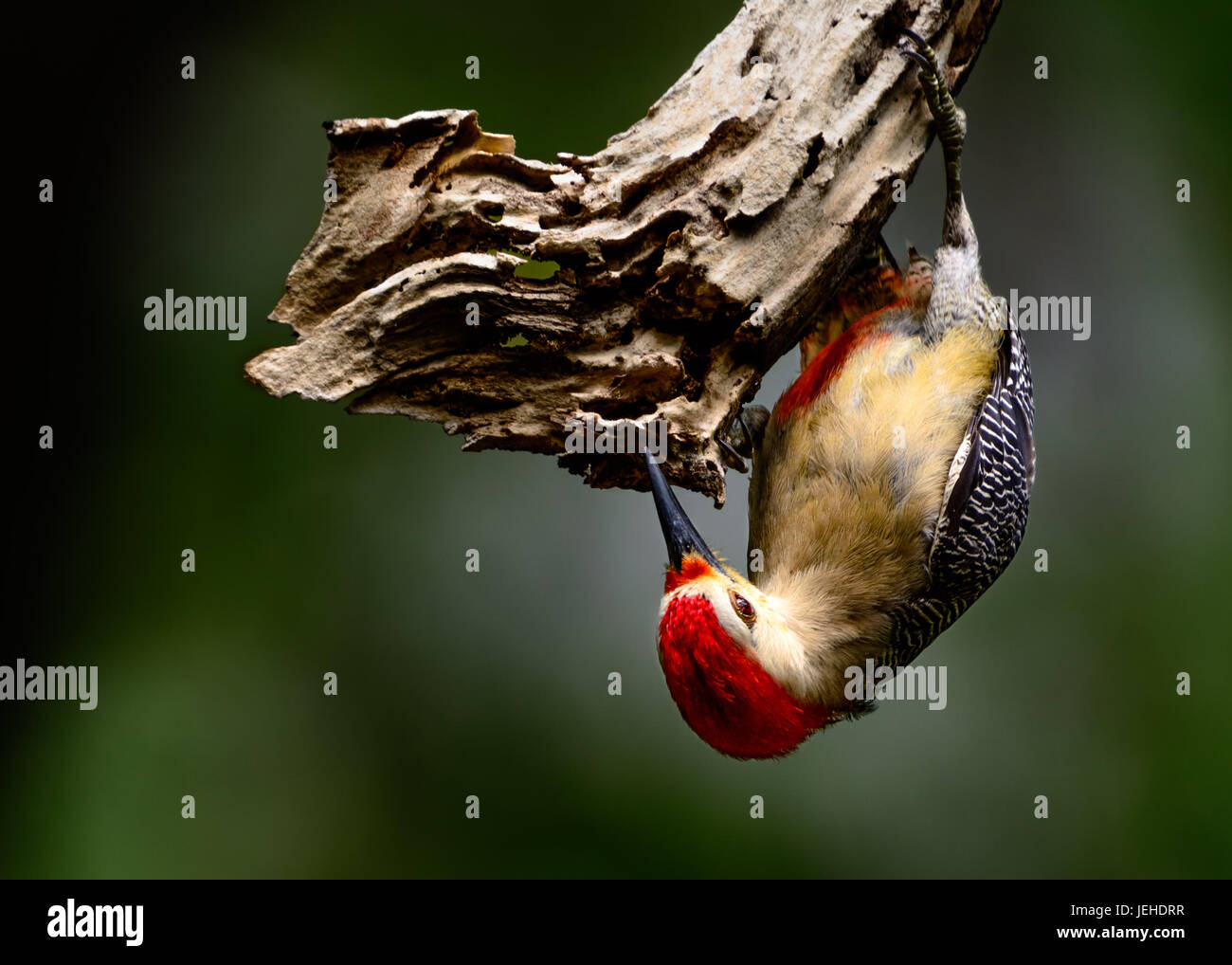 Yucatán woodpecker (Melanerpes pygmaeus), Male hanging upside-down on a dead branch searching for insects Stock Photo
