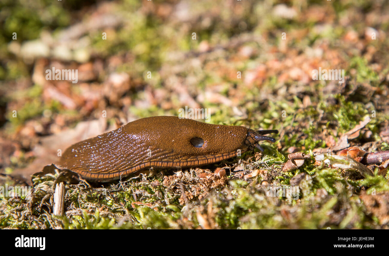 Arion vulgaris, iberia snail making problems in gardens Stock Photo