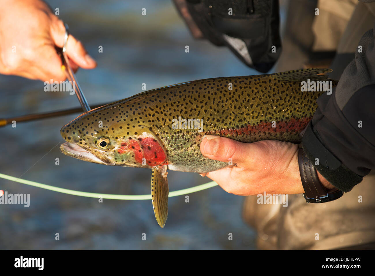Fly fisherman from back hi-res stock photography and images - Alamy