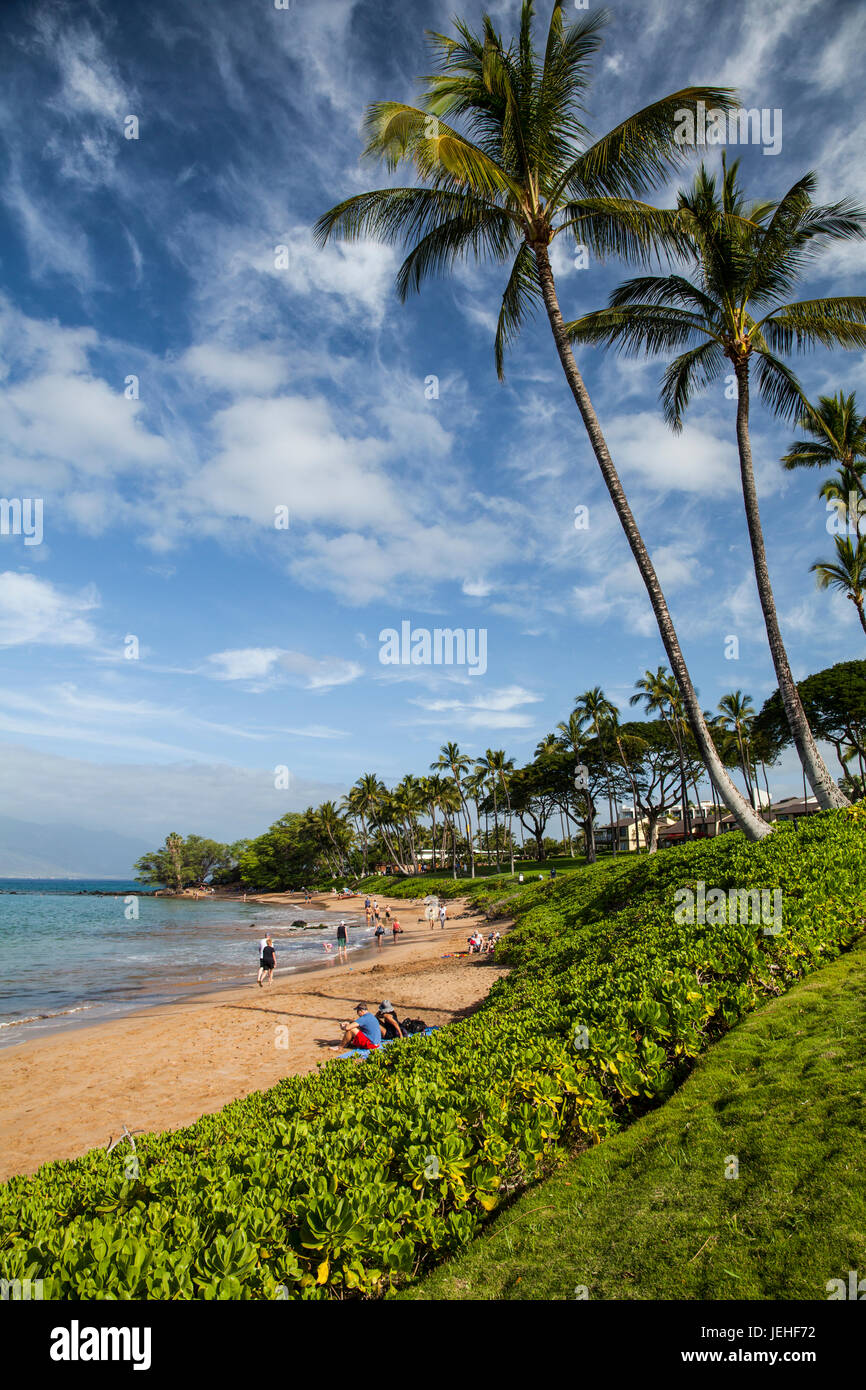 Napaka hedge, beach goers, coconut trees; Wailea, Maui, Hawaii, United States of America Stock Photo