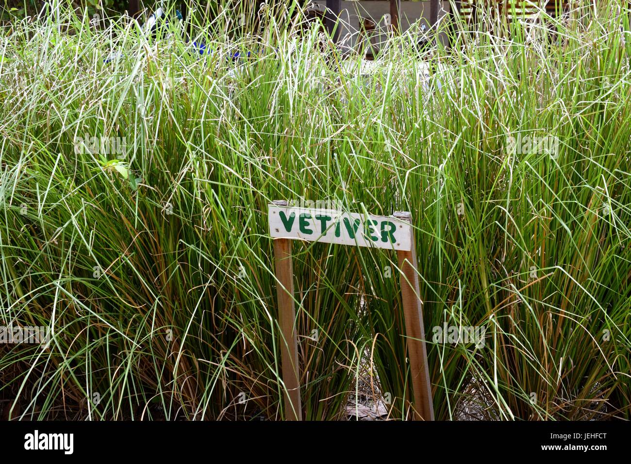 A bunch of Vetiver (Chrysopogon zizanioides) in Belize Stock Photo Alamy