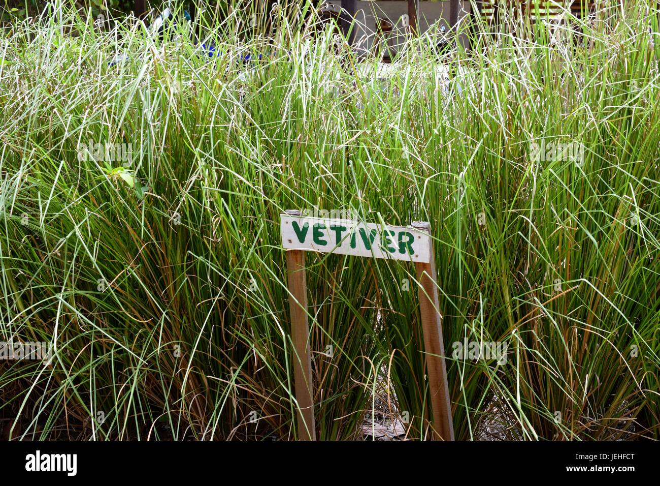 A bunch of Vetiver (Chrysopogon zizanioides) in Belize Stock Photo