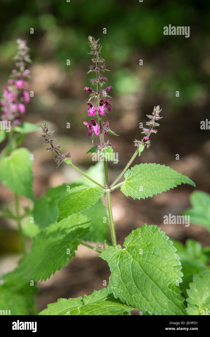 Hedge woundwort, or Forest-Ziest, Stachys sylvatica, with purple flowers Stock Photo