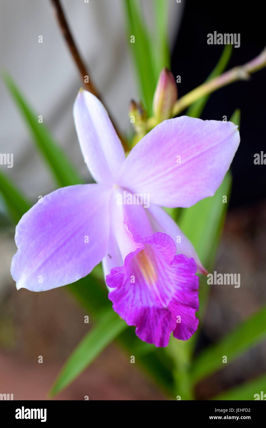 A beautiful Bamboo orchid (Arundina graminifolia) in macro shot in Belize Stock Photo