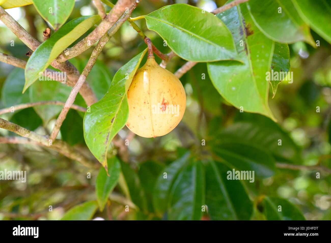 Nutmeg tree hires stock photography and images Alamy