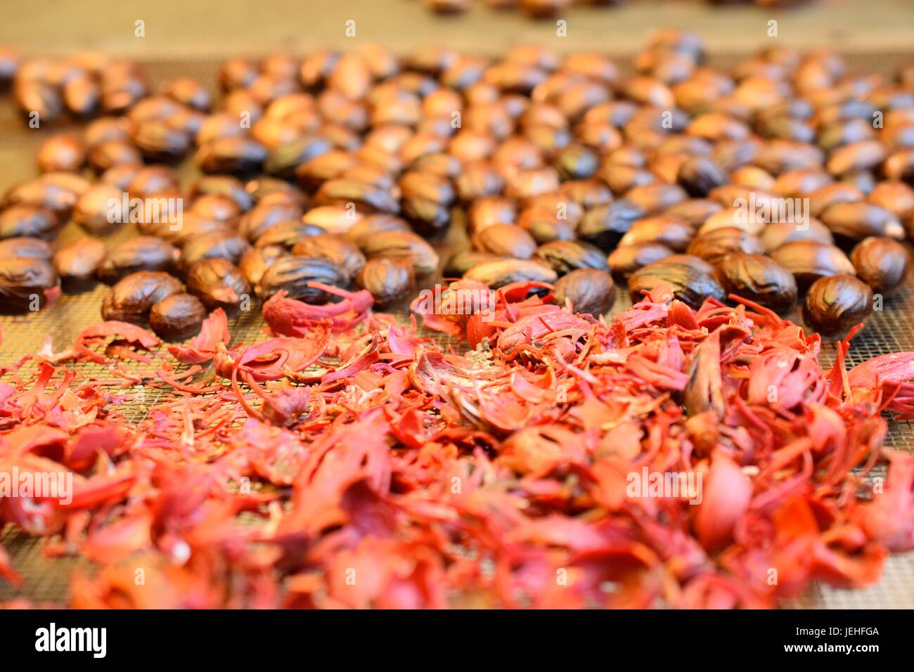 Mace and Nutmeg drying Stock Photo Alamy