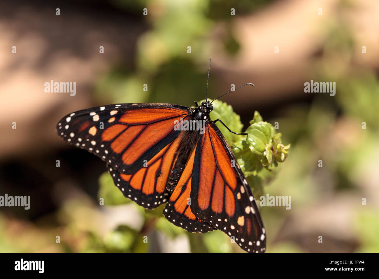 Monarch butterfly, Danaus plexippus, in a butterfly garden on a flower ...