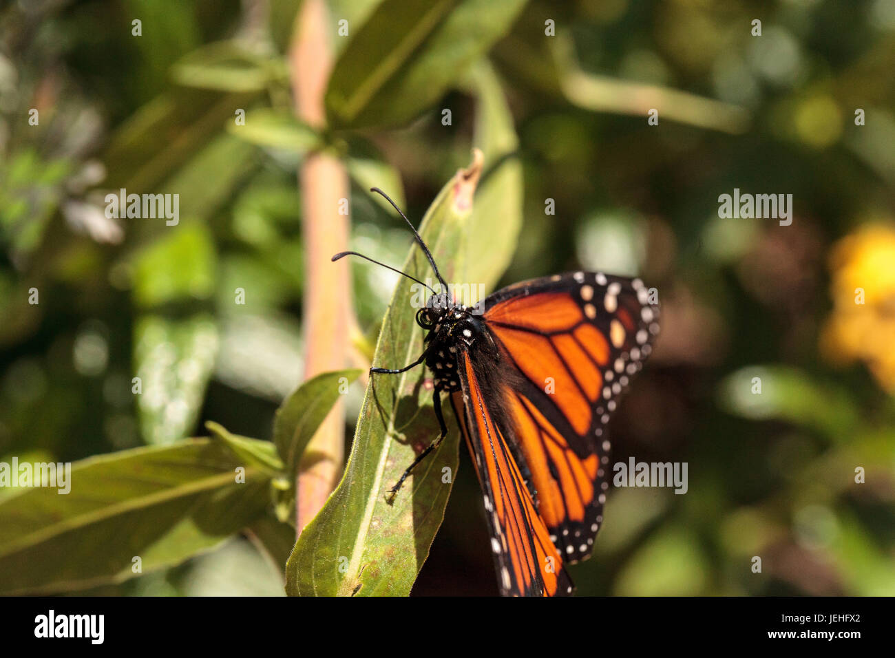 Monarch butterfly, Danaus plexippus, in a butterfly garden on a flower ...