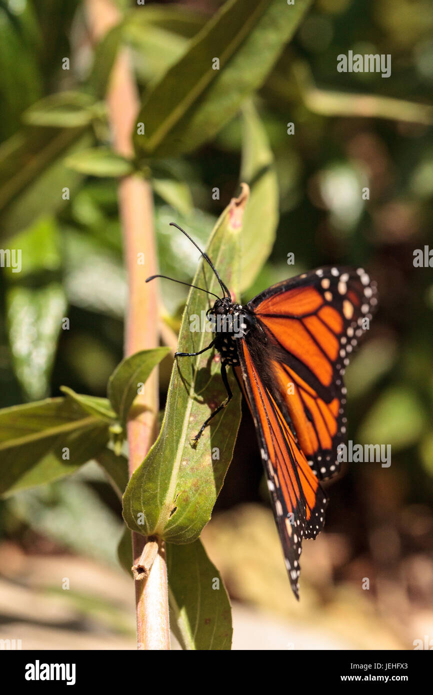 Monarch Butterfly, Danaus Plexippus, In A Butterfly Garden On A Flower ...