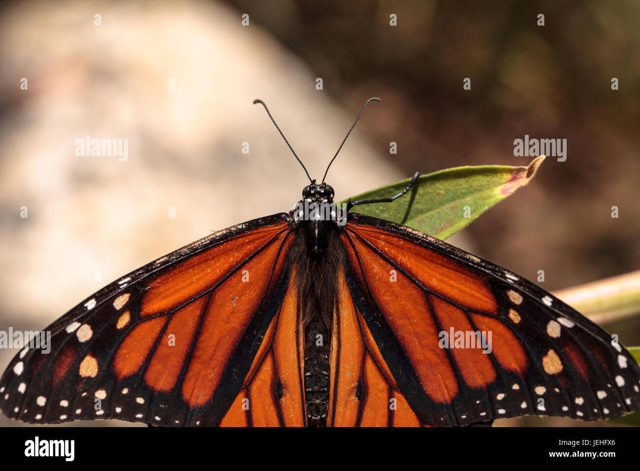 Monarch butterfly, Danaus plexippus, in a butterfly garden on a flower ...