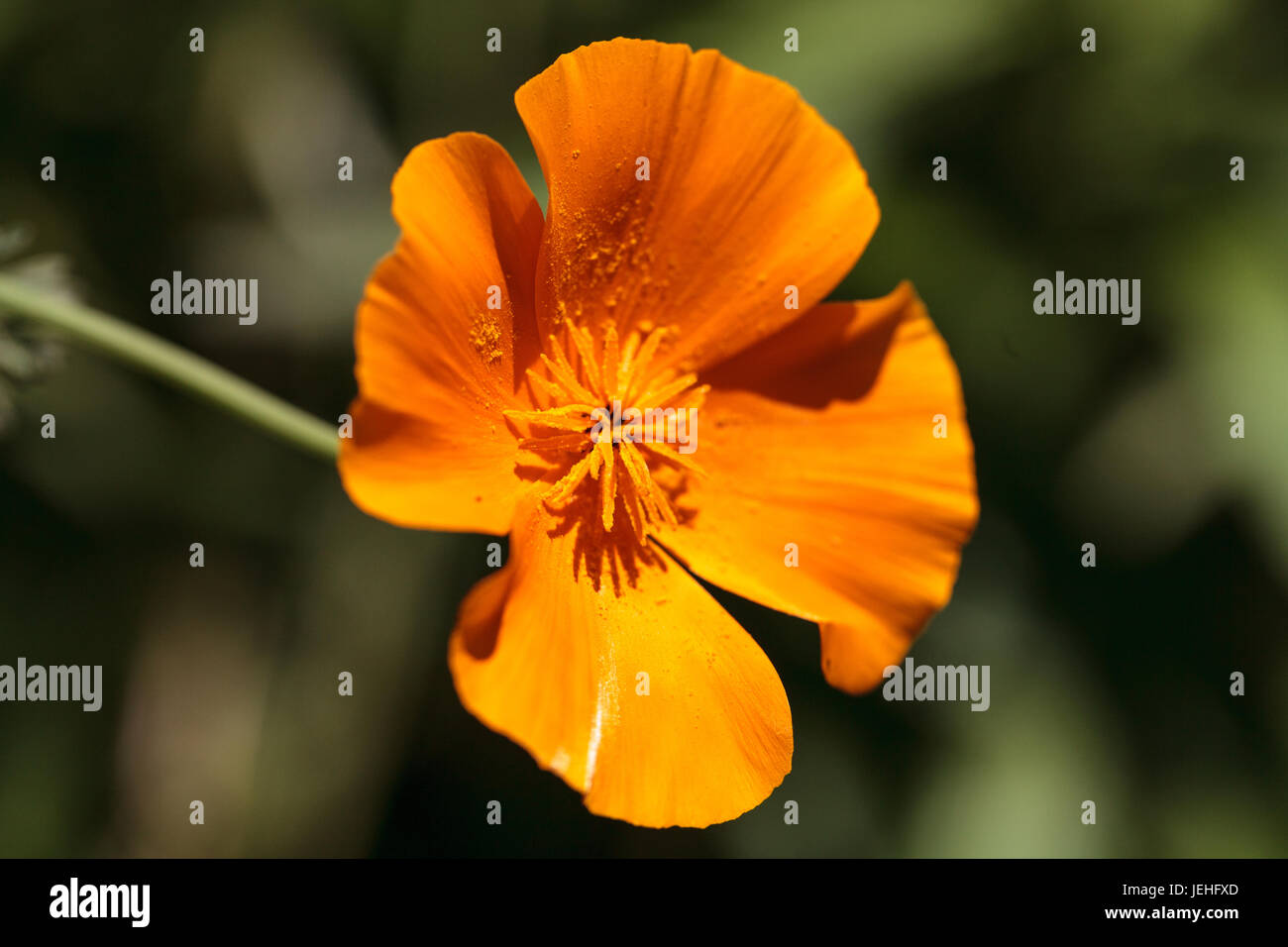 Bright orange poppy Papaver orientale grows in a botanical garden in Southern California in summer Stock Photo
