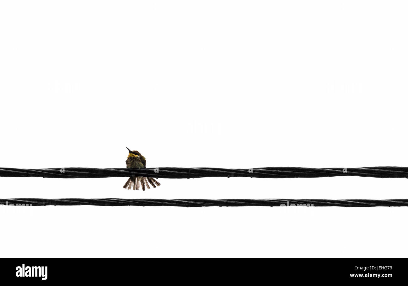 Birds sit on the wires on a white background. Stock Photo