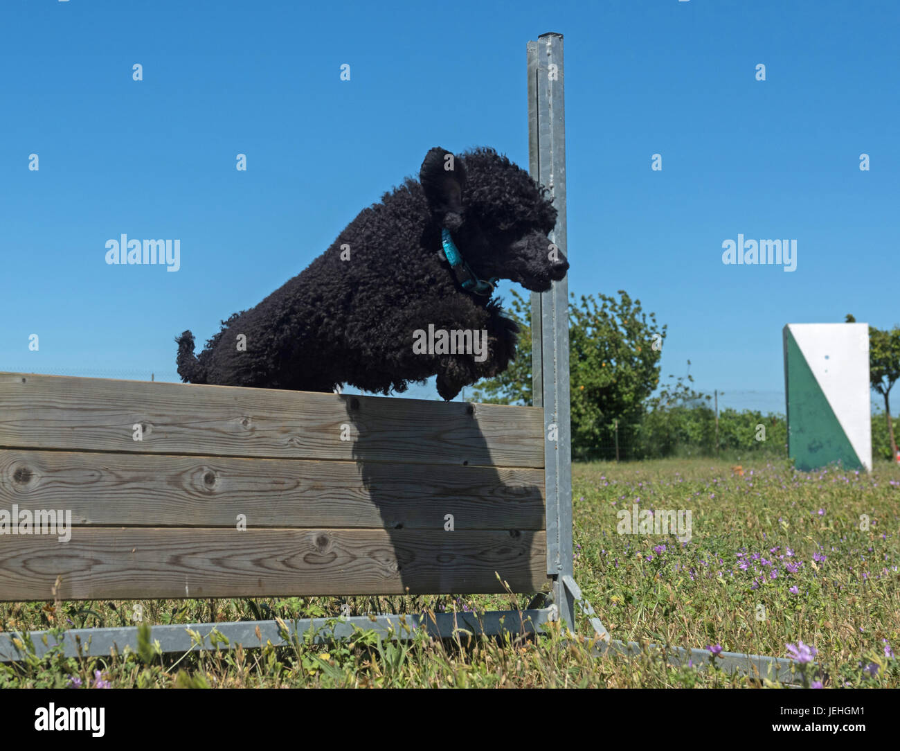 Dog jumping fence hi-res stock photography and images - Alamy