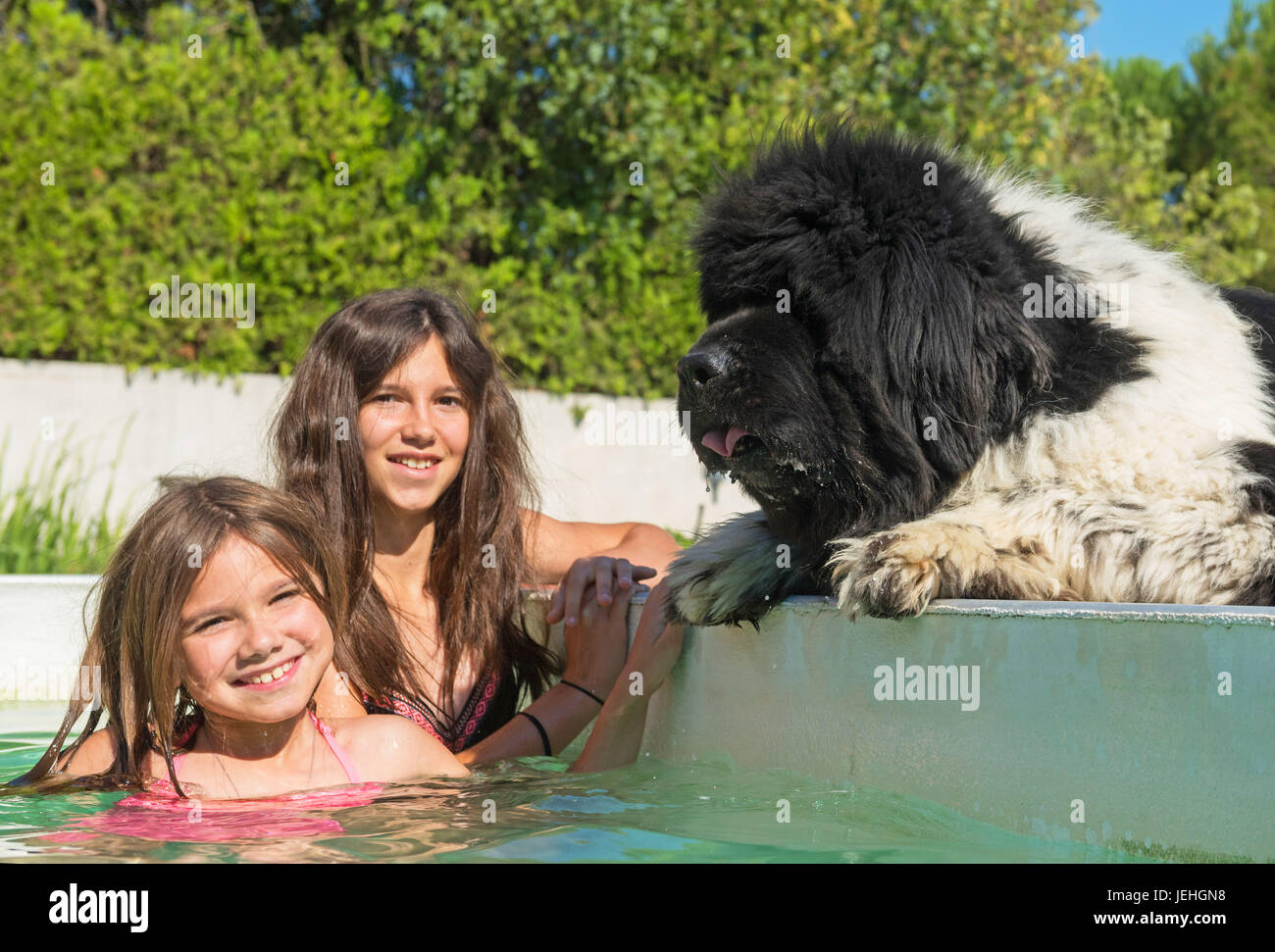 does the newfoundland like to swim