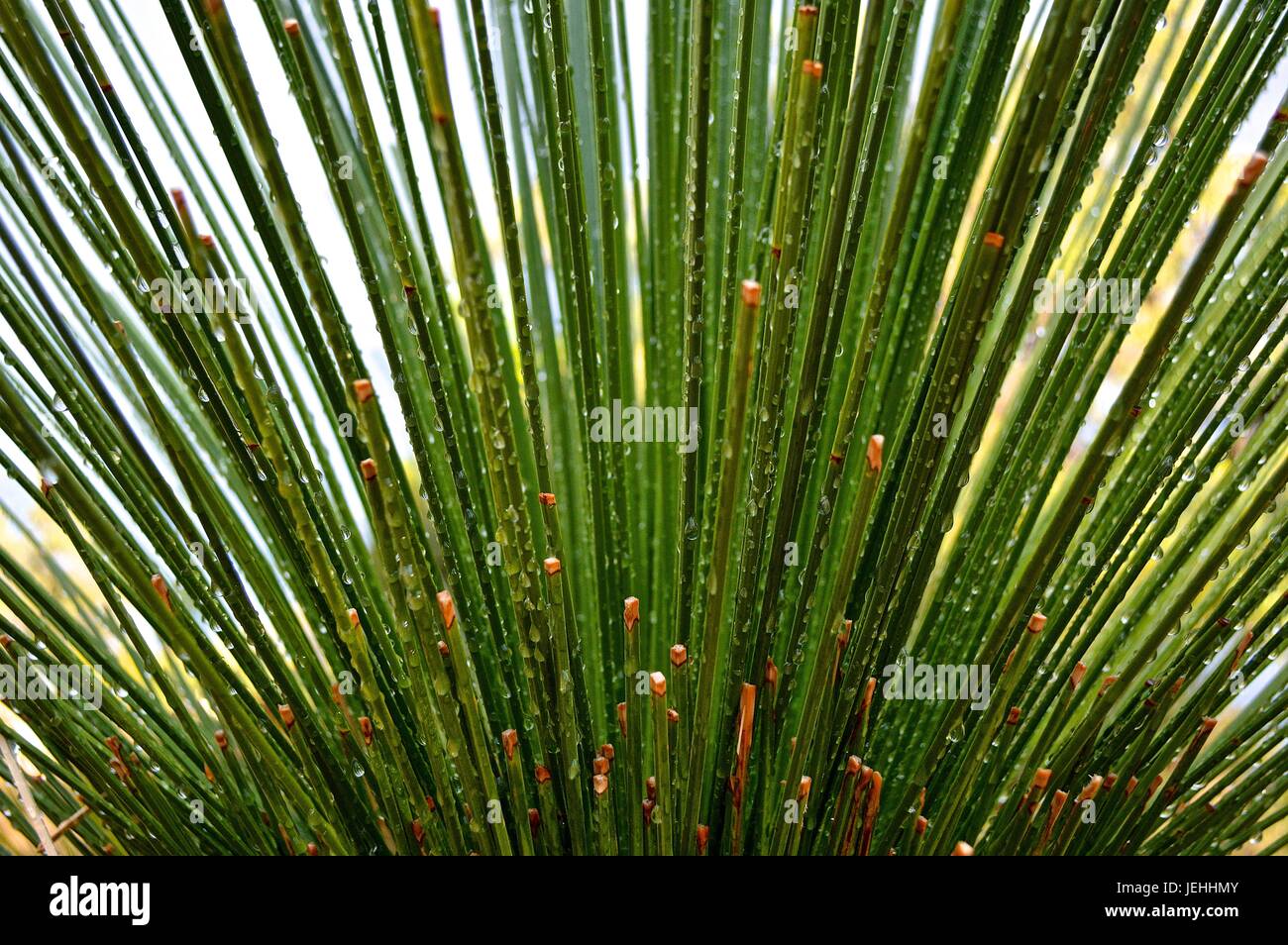 Grass tree with dew drops sparkling in the sunlight Stock Photo