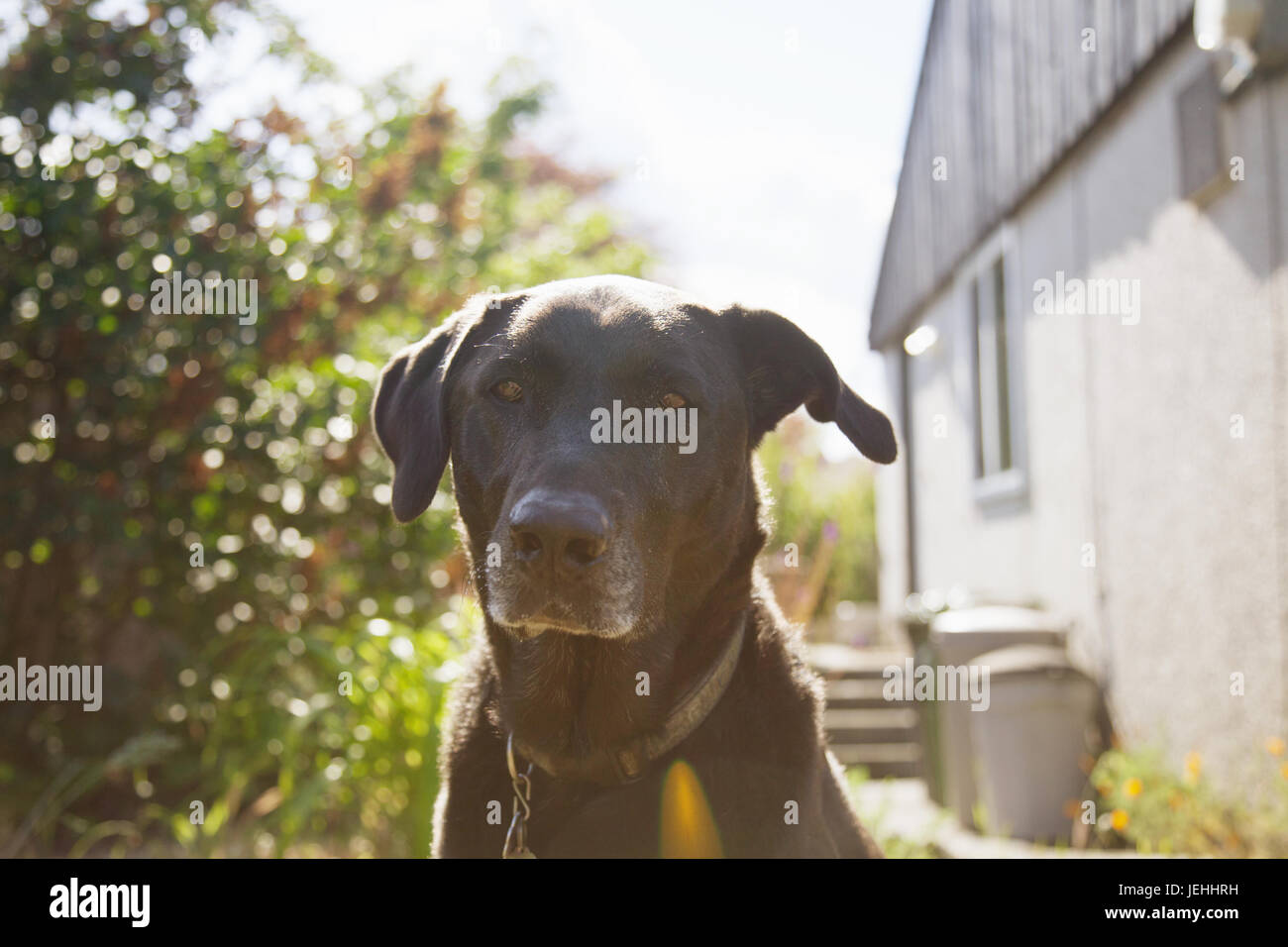 Portrait of a big black dog in front yard with lens flare Stock Photo