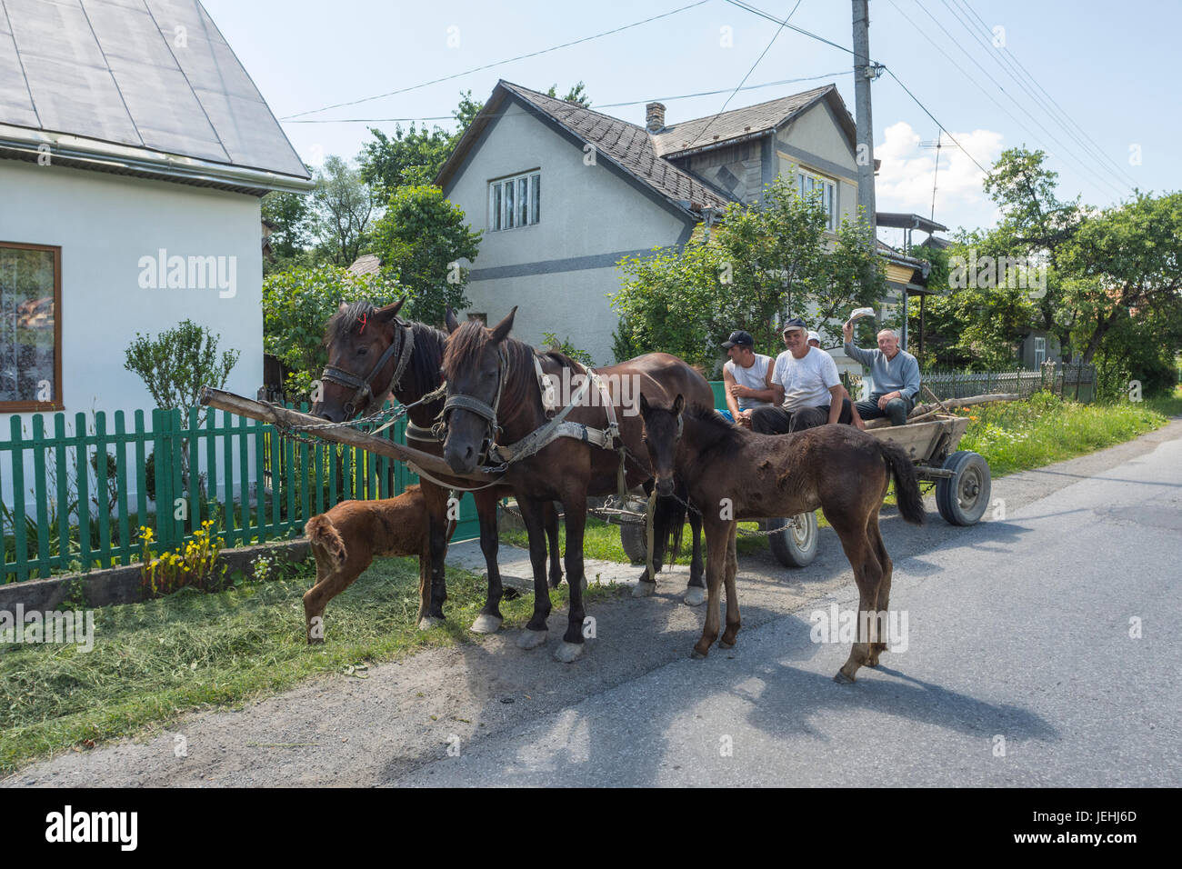 Typical horseshoe wagon with foals on a street in the town of Solotvino in Ukraine Stock Photo