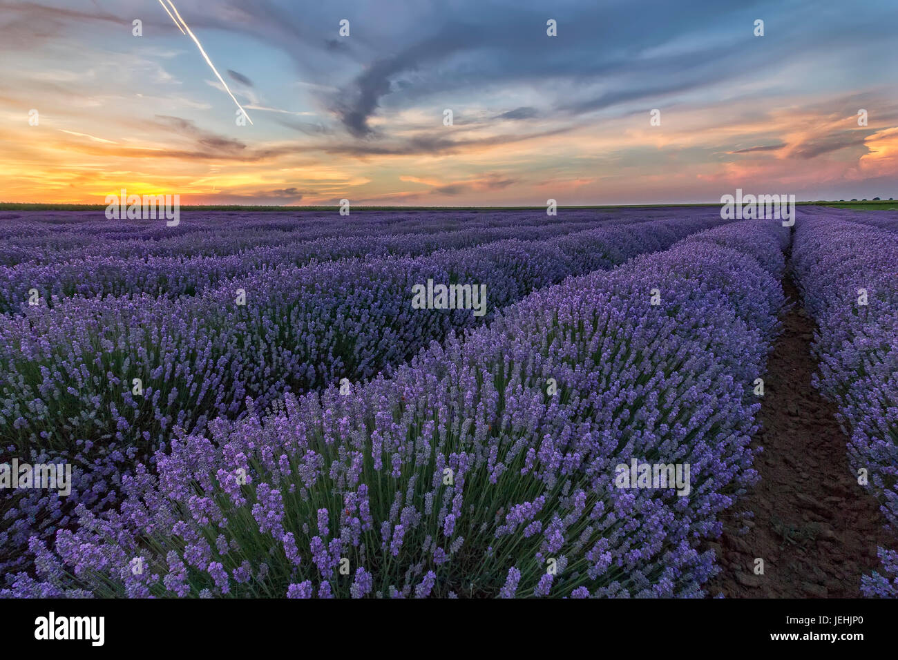 Beautiful landscape of lavender fields at sunset with dramatic sky ...