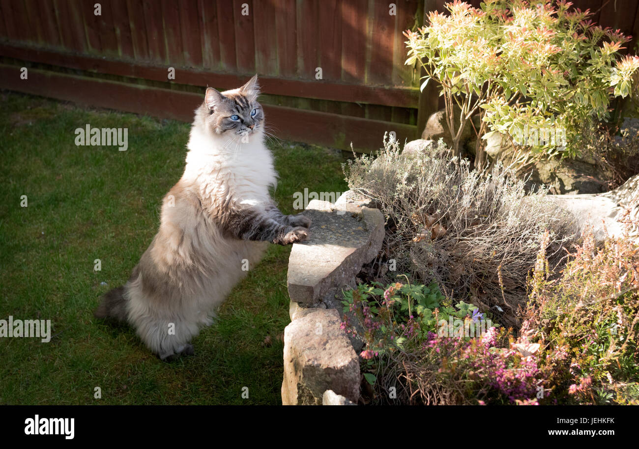Pedigree Ragdoll (Seal Lynx Mitted Tabby) Cat Standing Up On Two Legs Outdoors Looking Over A Stone Wall. Stock Photo
