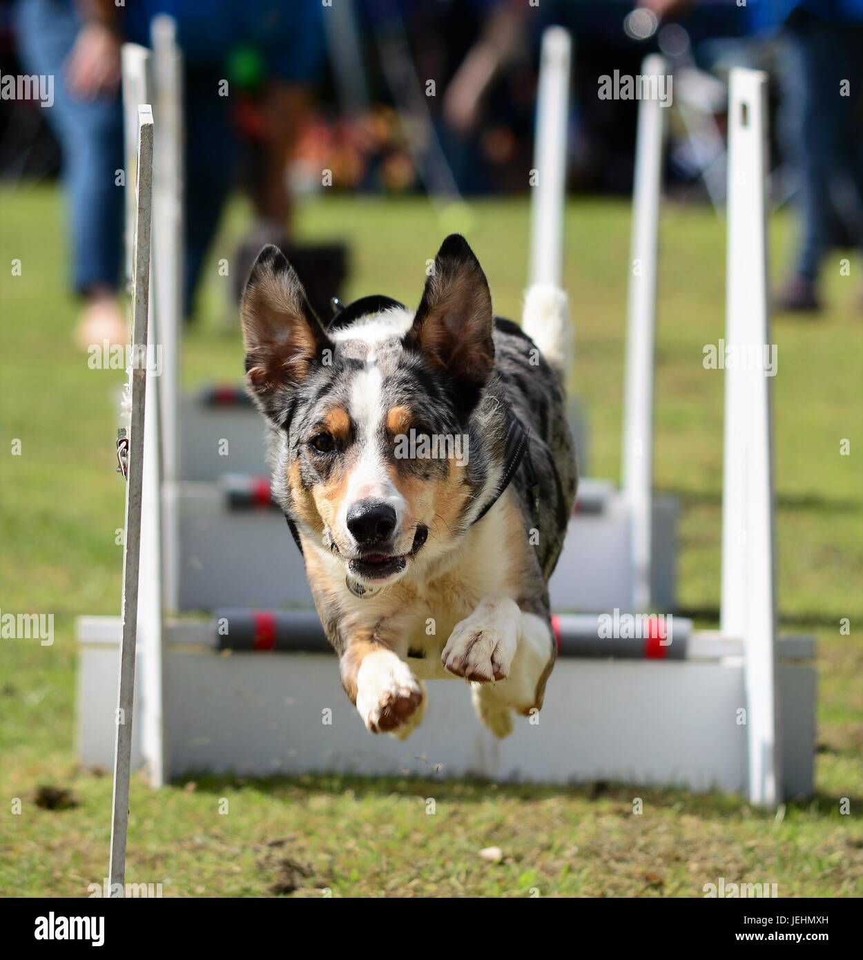 Dog demonstrates flyball during the 2017 Banbury & District Show Stock Photo