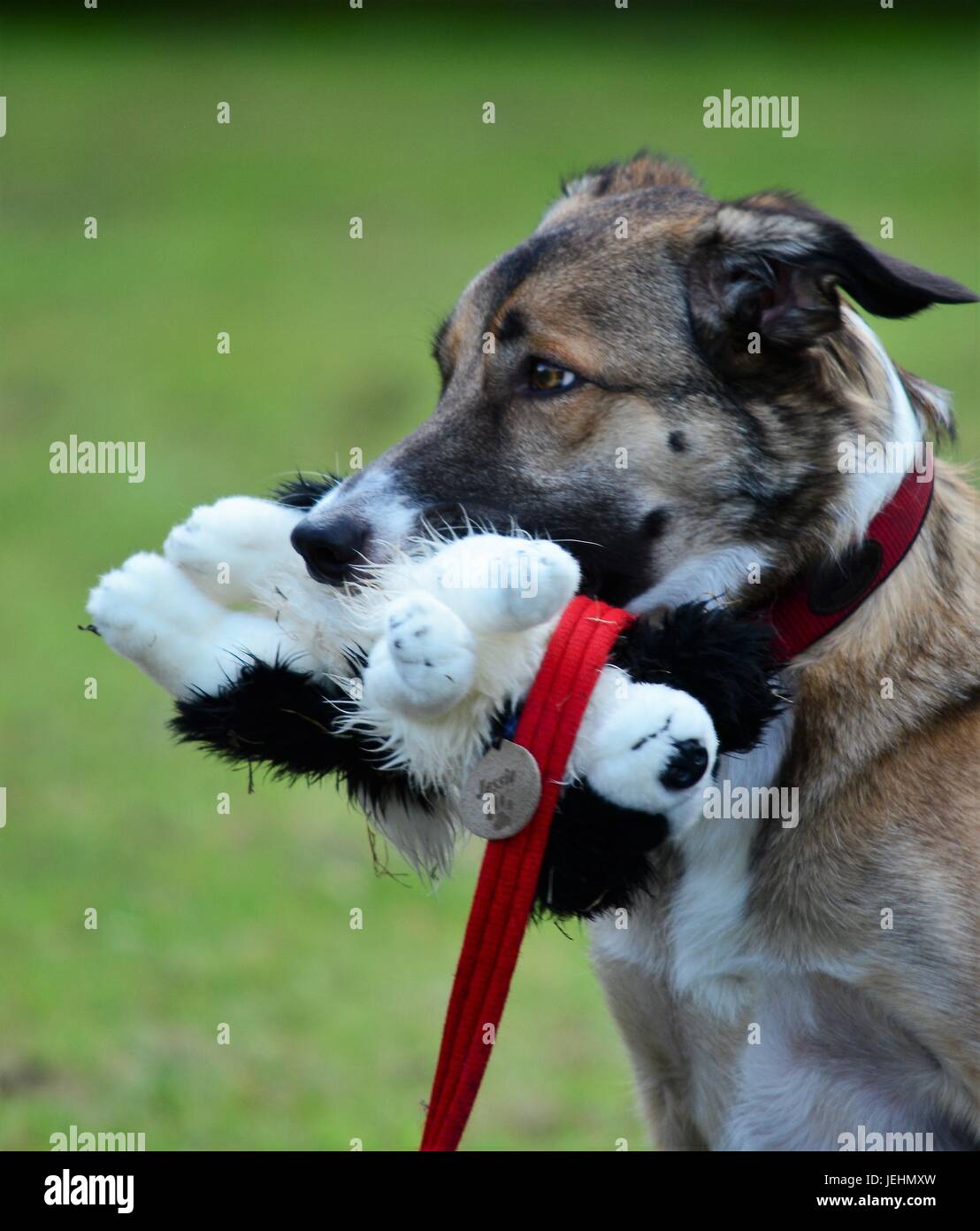A dog sits waiting with his favorite toy Stock Photo - Alamy