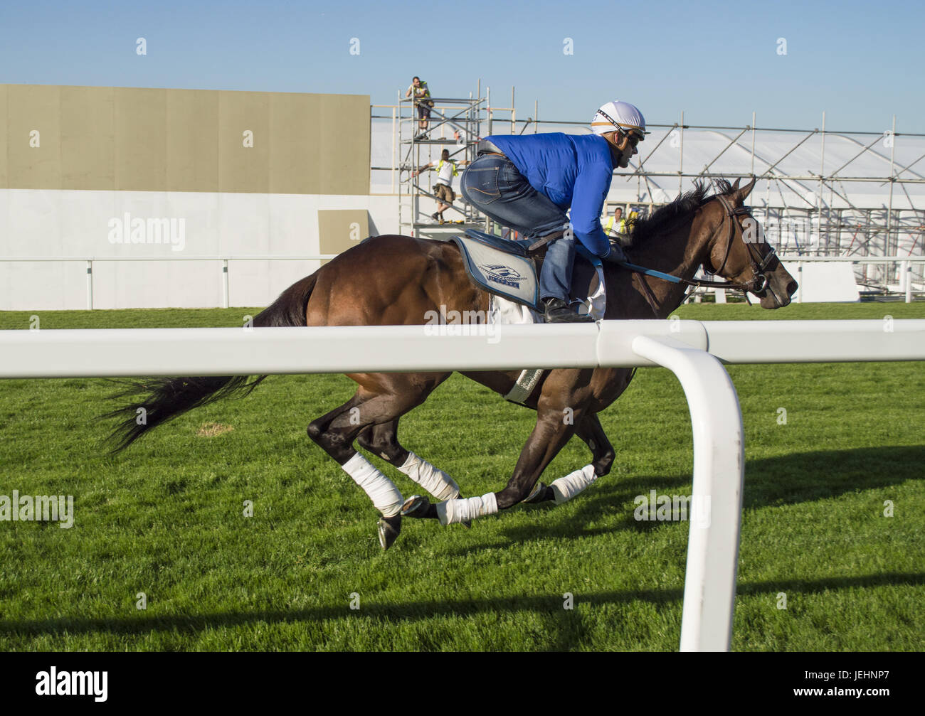 Trainer Kenny McPeek puts Investec Oaks contender racehorse ‘Daddys Lil Darling’ through her paces on the Epsom Downs racecourse track. Featuring: Daddys Lil Darling, Olivier Peslier Where: Epsom, United Kingdom When: 26 May 2017 Stock Photo