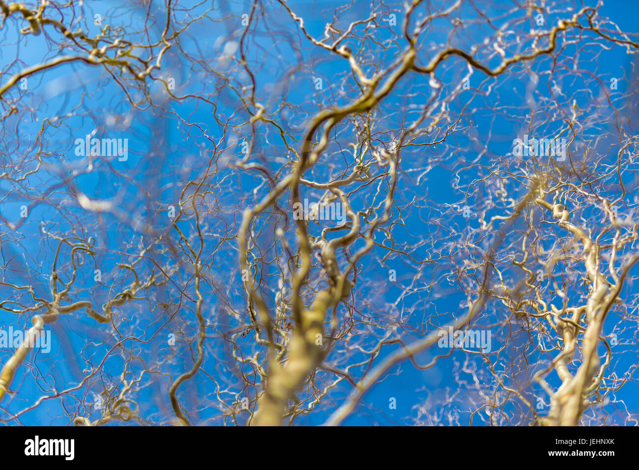 Empty branches, no leaves against blue sky. Abstract autumn winter ...