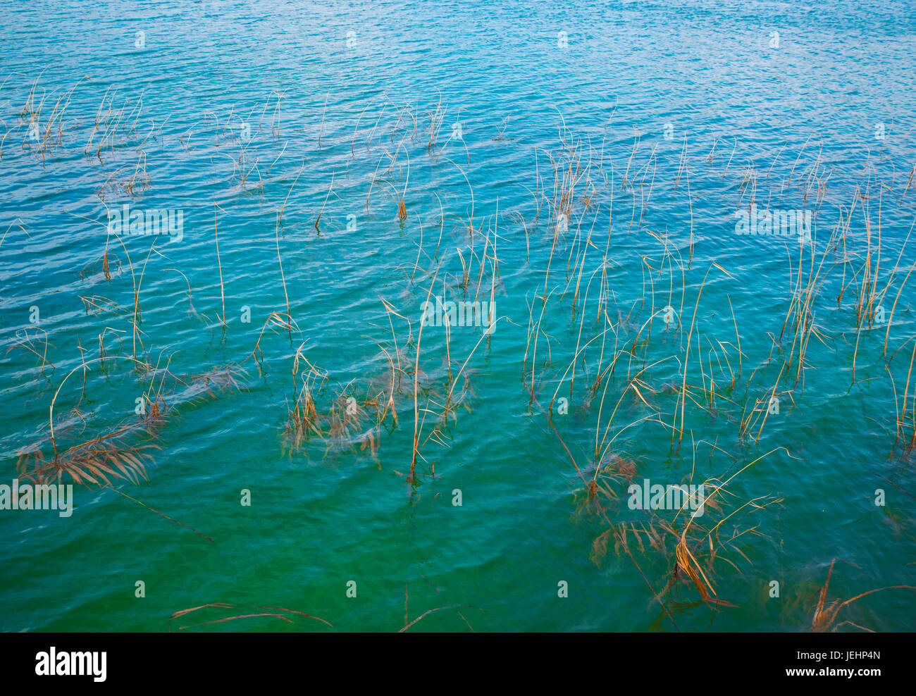 Withered Grass In The Polluted Lake Stock Photo Alamy