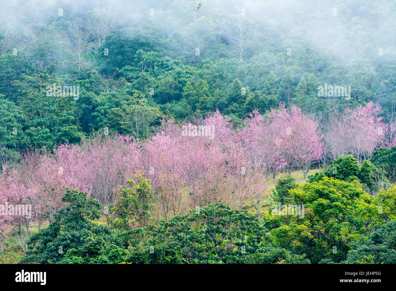 Group of Wild Himalayan Cherry in sunlight in national park Stock Photo