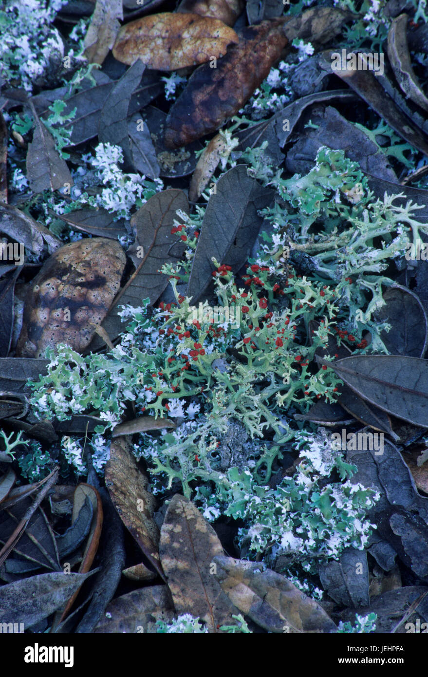 Powder-puff lichen (Cladina evansii) along Garden of Eden Trail, Apalachicola Bluffs and Ravines Preserve, Florida Stock Photo