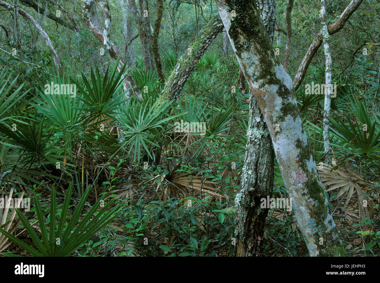 Forest along Lake Eaton Loop Trail, Ocala National Forest, Florida Stock Photo
