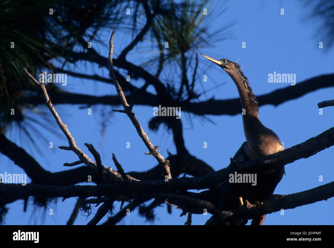 Anhinga, Venice Area Audubon Rookery, Florida Stock Photo