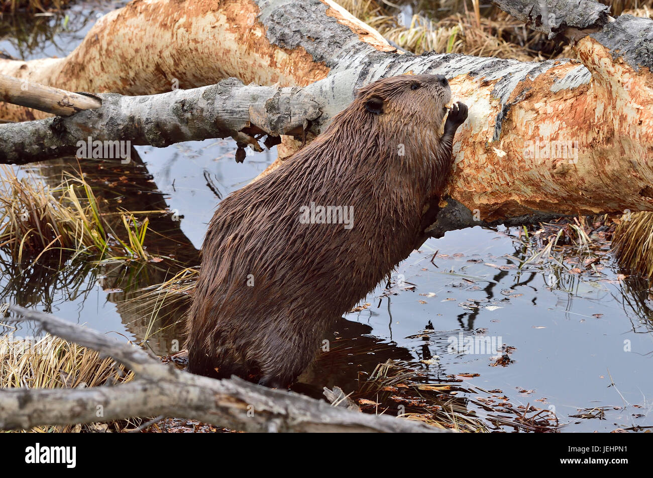 An adult beaver 'Castor canadensis'; standing on his rear legs tasting the bark off a fallen tree at Maxwell Lake in Hinton Alberta Canada. Stock Photo
