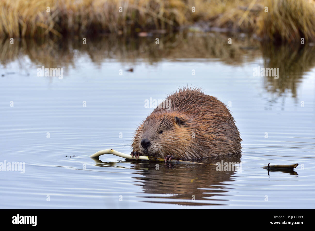 Adult beaver hires stock photography and images Alamy