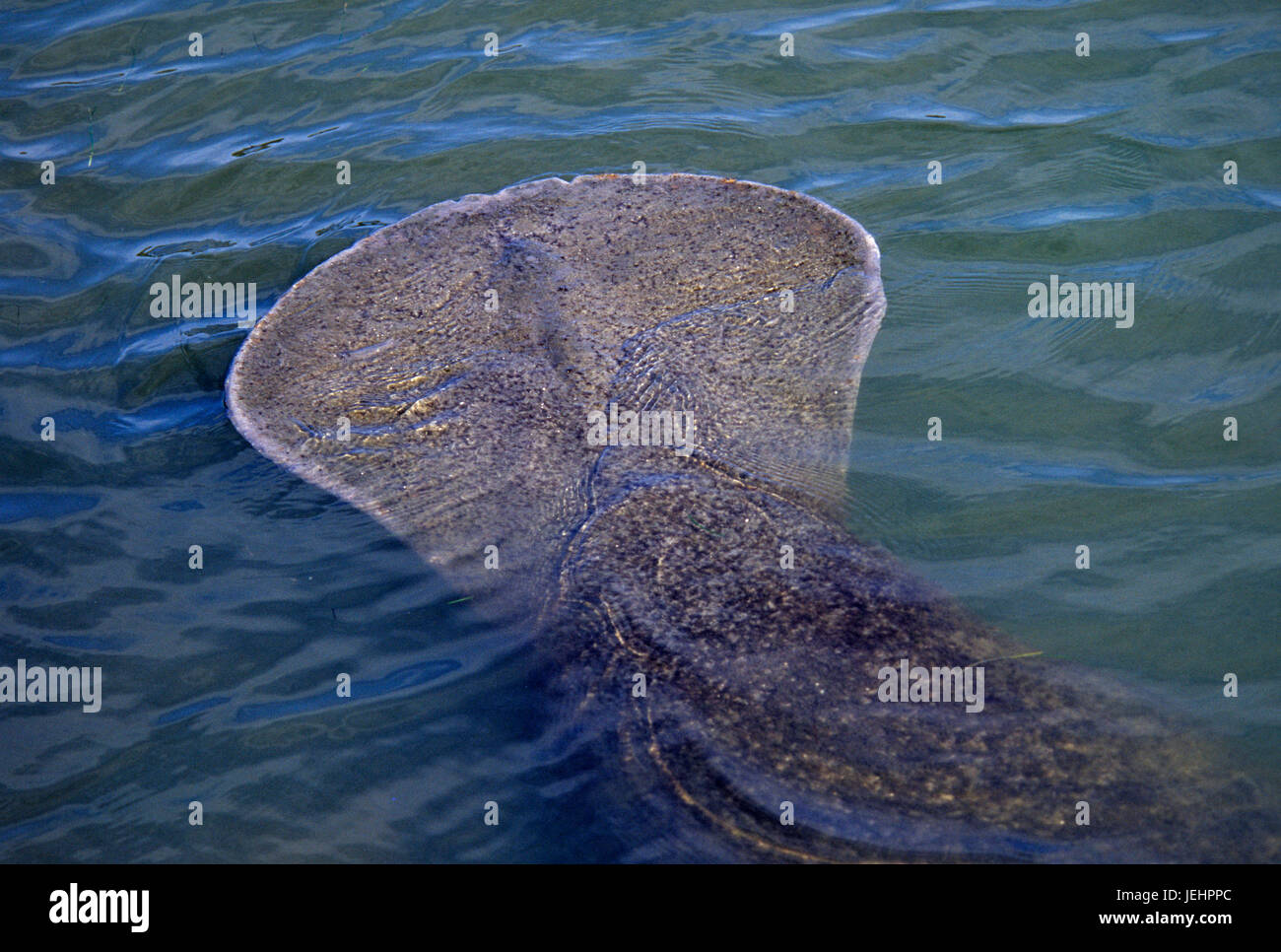 Manatee tail at Haulout Canal, Merritt Island National Wildlife Refuge,  Florida Stock Photo