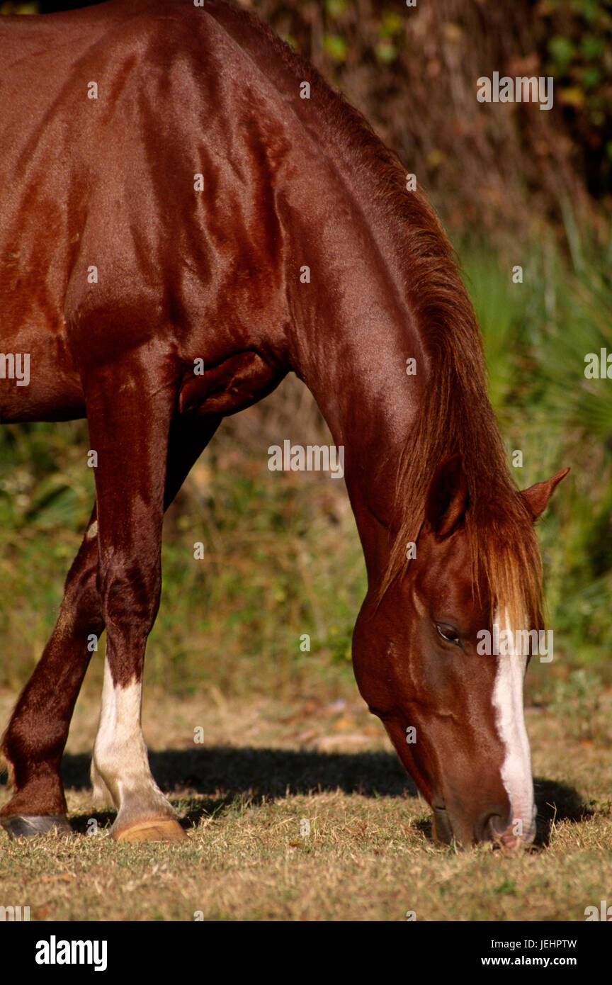 Wild horse at Dungeness, Cumberland Island National Seashore, Georgia Stock Photo