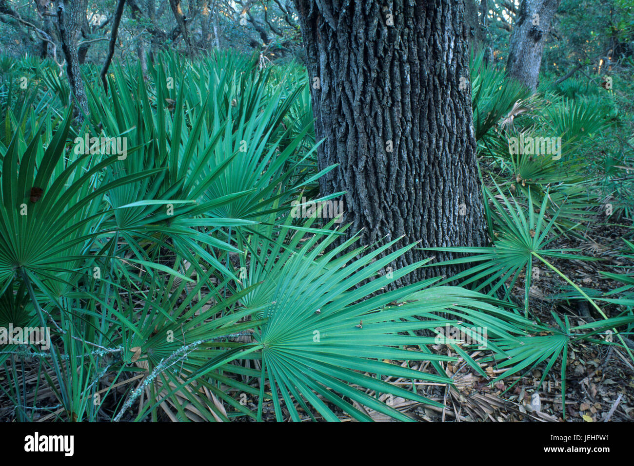 Oaksaw palmetto forest along Parallel Trail, Cumberland Island