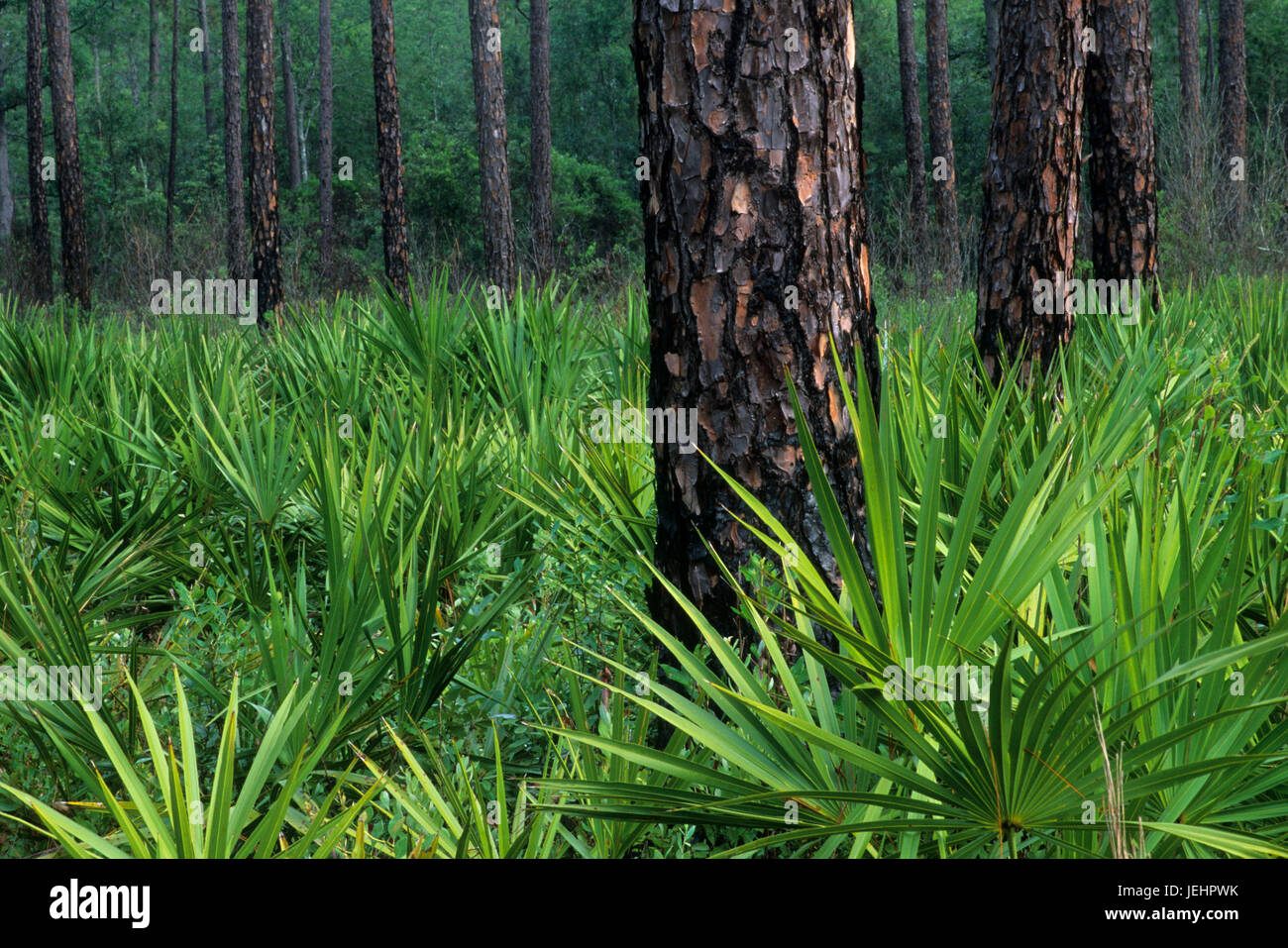 pine hires stock photography and images Alamy