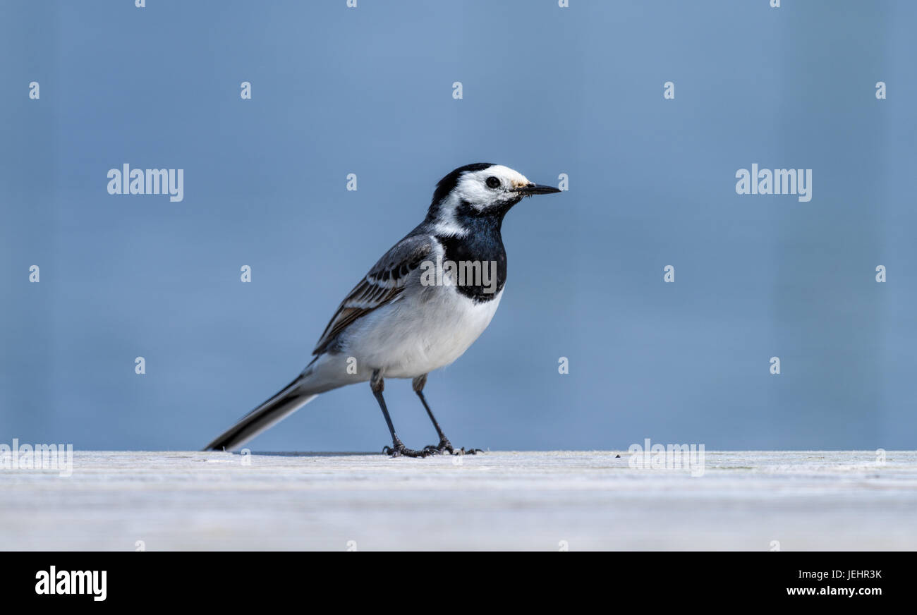 A white wagtail bird at the edge of the jetty by a lake in Finland on sunny summer afternoon Stock Photo