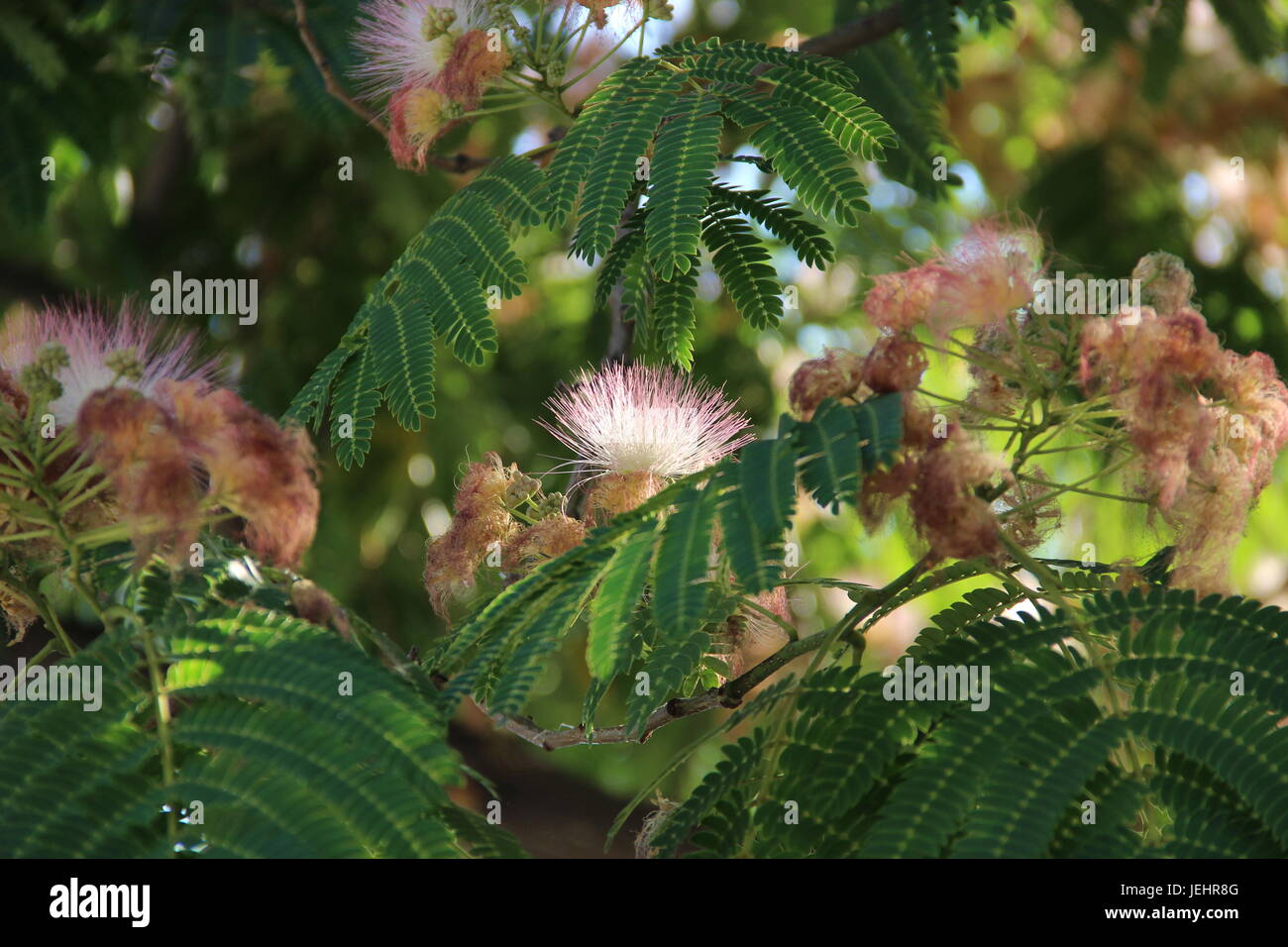 Persian silk tree Stock Photo