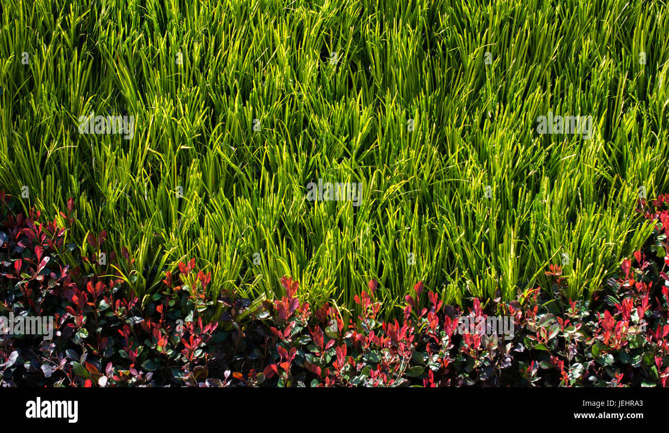 Green leaves of the spring season Stock Photo - Alamy