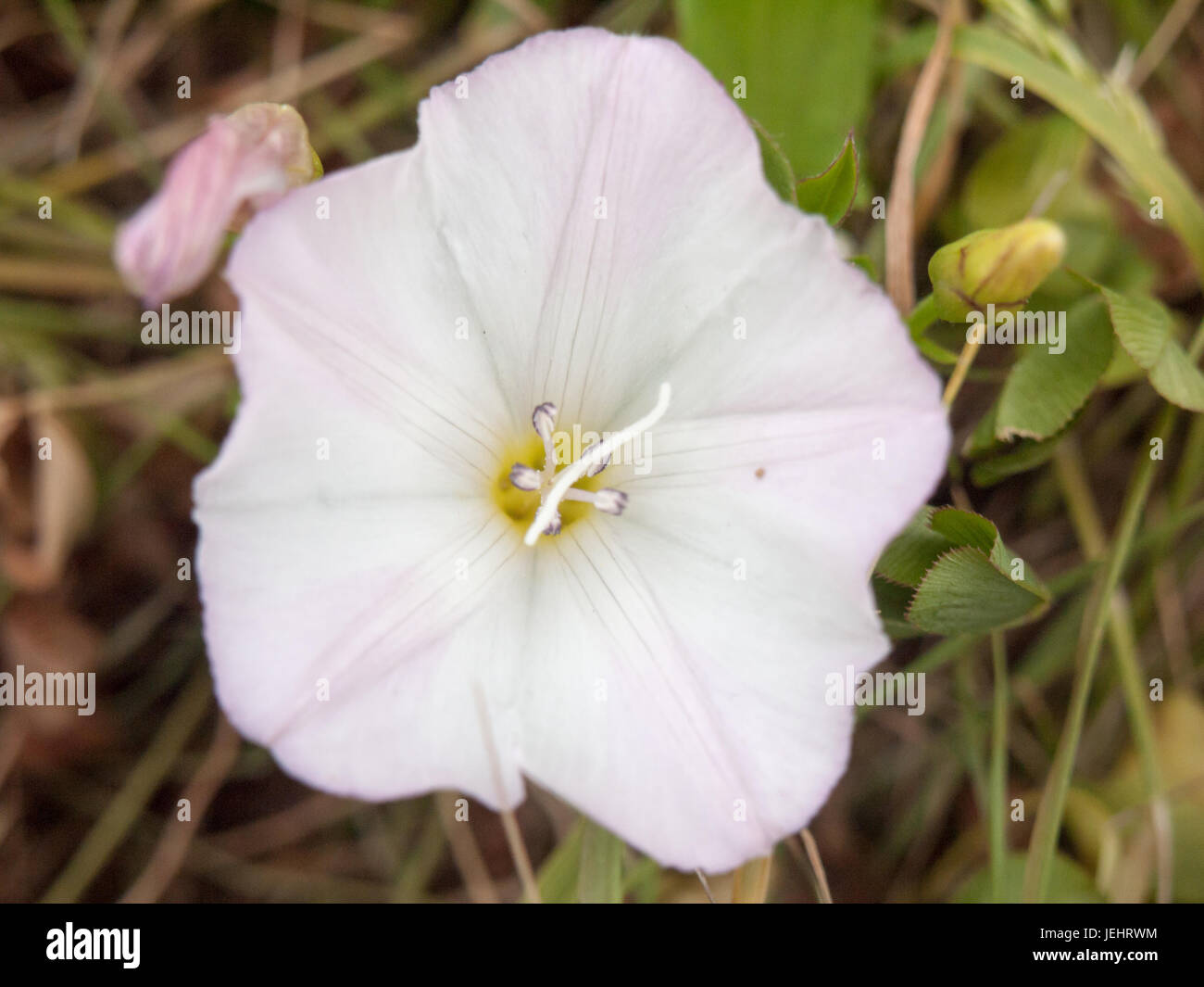 white moonflower on the floor of a meadow Stock Photo