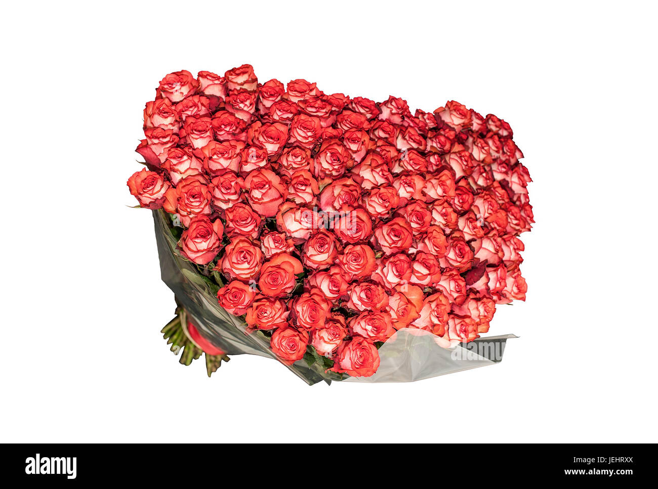 Big bouquet of over a hundred white-streaked red roses isolated on ...