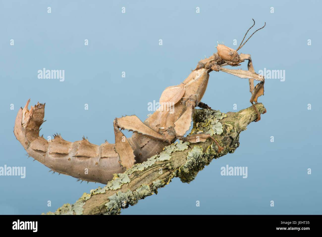 Spectre Stick Insect Macleay's spectre hi-res stock photography and images - Alamy